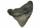 Juvenile Megalodon Tooth - North Carolina #351187-1